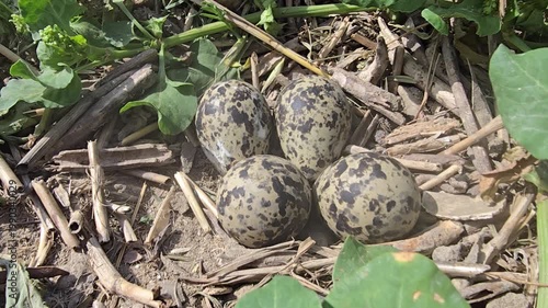 Wild Red watteld Lapwing bird nest with four speckled eggs on the ground, camouflaged avian eggs in natural habitat, bird breeding and nesting in spring wilderness