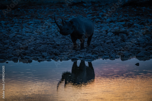 Black rhinoceros at Okaukuejo waterhole in Etosha National Park, Namibia