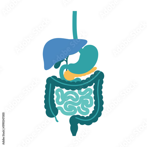 Human digestive system anatomy illustration
