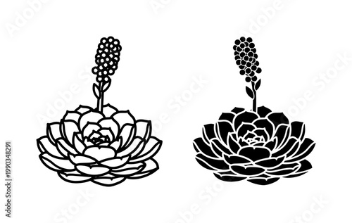 Blooming Succulent Plant Black Outline and Silhouette Vector