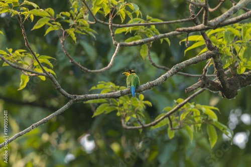 Long-tailed broadbill (Psarisomus dalhousiae) at manas national park, assam, india