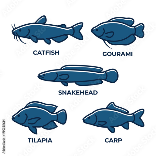 Modern vector illustration set featuring diverse freshwater fish species such as catfish, gourami, and carp, ideal for aquaculture, education, and aquatic designs