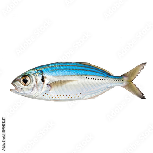Blue and white tropical fish on white background for aquatic design