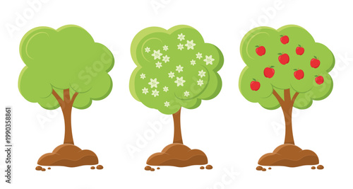 apple tree stages leafy only, flowering, and fruit bearing with apples, trunk, green canopy and soil mound set for agriculture and education flat cartoon illustration