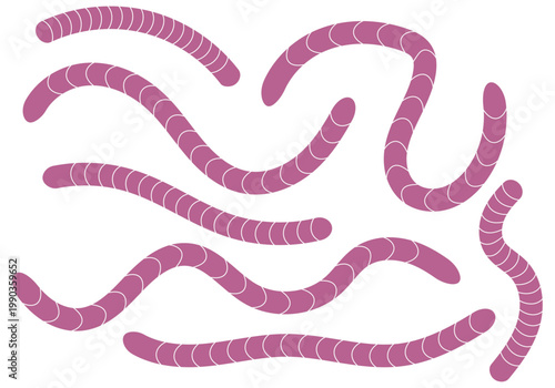 Conjunto de gusanos o lombrices de color rosa con textura segmentada 
