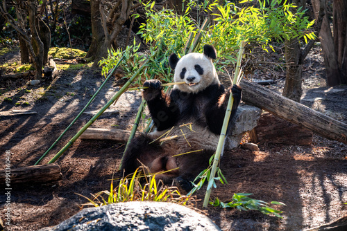 Giant panda eating bamboo at Schönbrunn Zoo in Vienna Austria