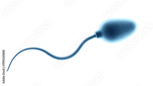 Single sperm cell isolated on transparent background png biology element
