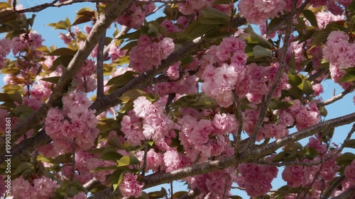 春に咲く桃色の花びらが風に舞う