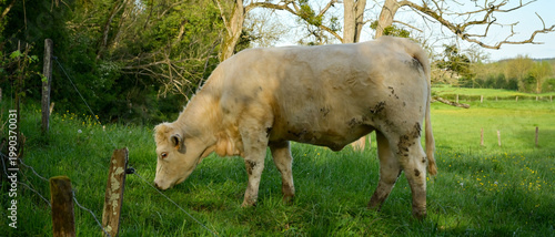 Une vache charolaise de profil broute dans un pré au printemps, format bannière