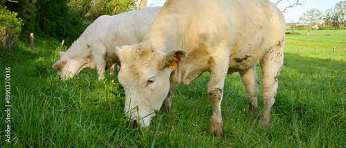 Deux vaches charolaises broutent dans un pré au printemps, plan rapproché, format bannière