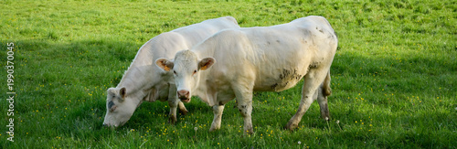 Deux vaches charolaises de profil broutent dans un pré au printemps, format bannière