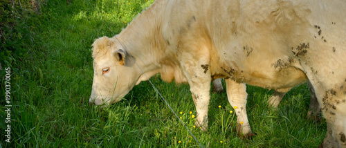 Une vache charolaise broute de profil dans un pré au printemps, vue rapprochée, format bannière