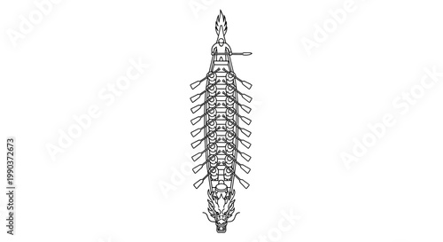 Detailed top down view line art drawing of a classic rowing boat with oars.