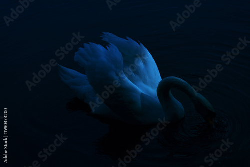 Tableau sur toile Cinematic low-key portrait of a white swan floating in dark blue water at night,