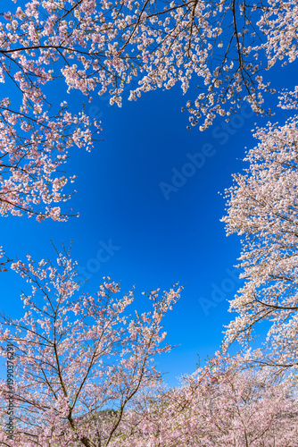 Sakura cherry blossoms in full bloom and blue sky, Kasumiga-jo Castle Park, one of Japan's Top 100 Cherry Blossom Spots