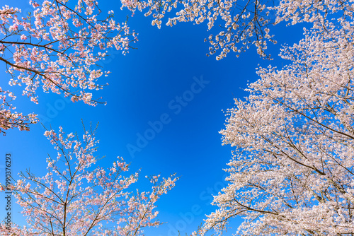 Sakura cherry blossoms in full bloom and blue sky, Kasumiga-jo Castle Park, one of Japan's Top 100 Cherry Blossom Spots
