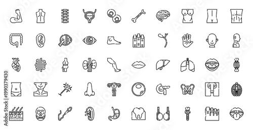 Human Body Anatomy Icon
