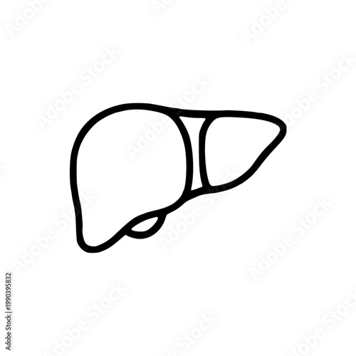 Liver line icon minimal outline human organ medical illustration