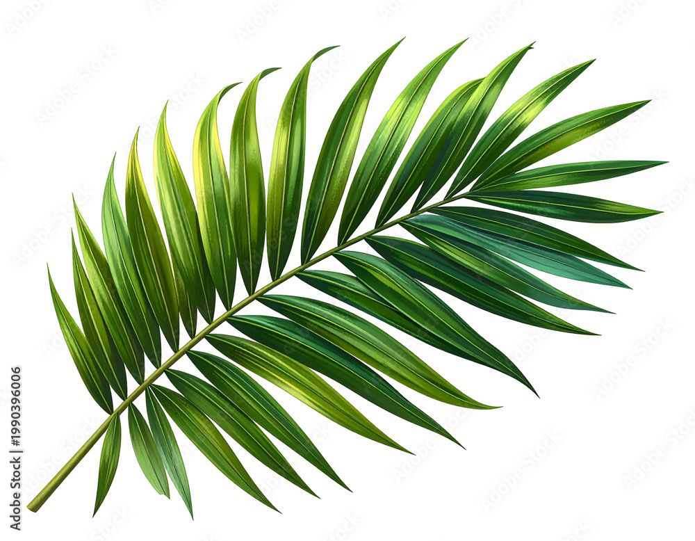 Fototapeta premium Vibrant green palm frond with yellow-green streaks, isolated