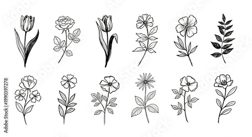 Botanical illustration a collection of delicate hand drawn flowers and foliage