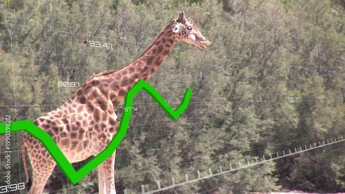 Giraffe shifting while jagged graph entering lower-left and crossing flank displaying wildlife data