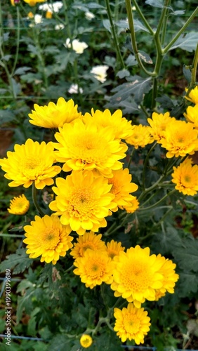 Stunning field of vibrant yellow chrysanthemums in full bloom. A bright, cheerful floral background perfect for a refreshing nature wallpaper. High-quality botanical photography.