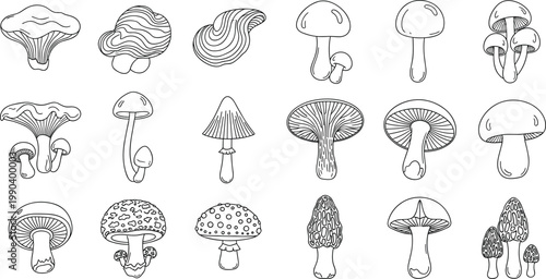 Diverse Wild Mushroom Vector Illustration Set Featuring Morel Chanterelle and Amanita Species in Hand Drawn Sketch Style for Nature and Cooking Graphic Design
