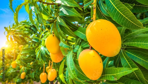 Ripe mangoes hanging from a sun-drenched orchard branch

