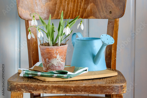 Delicate snowdrops in clay pot representing early spring awakening