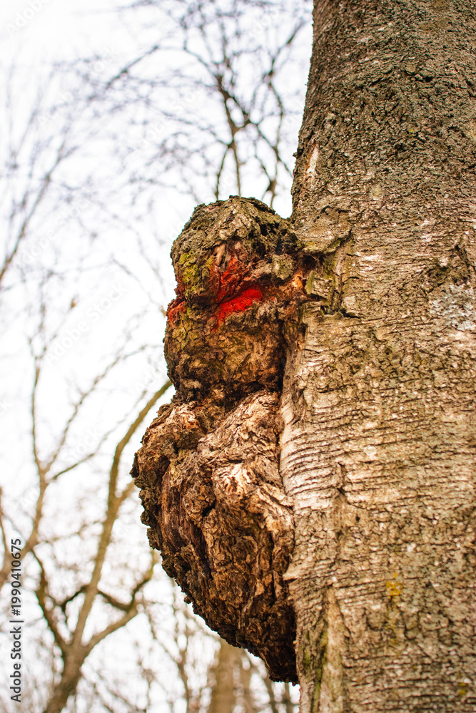Obraz premium close-up of burl growth on deciduous tree trunk with red mark on rough bark, blurred forest background