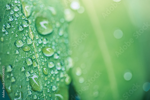 Fotografía Radiant leaf macro sunlight droplets green nature closeup fresh outdoor bokeh ba