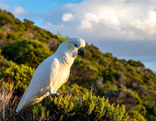 White Sulphur Crested Cockatoo With Yellow Crest Perched On Green Bushes In A Coastal Landscape Under A Bright Blue With Clouds