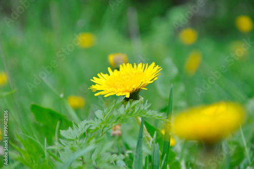 yellow dandelions on green grass