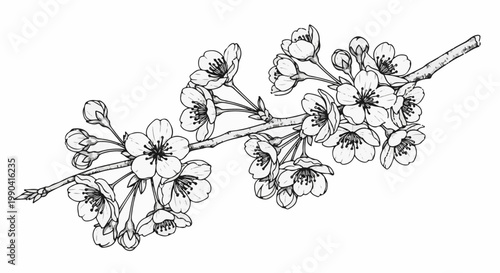 Delicate black and white sketch of a flowering branch with multiple blossoms and buds