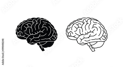 A detailed illustration displays two views of a human brain showcasing its complex surface structure high quality professional