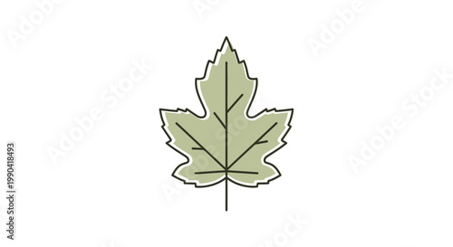 Detailed illustration of a single green leaf.