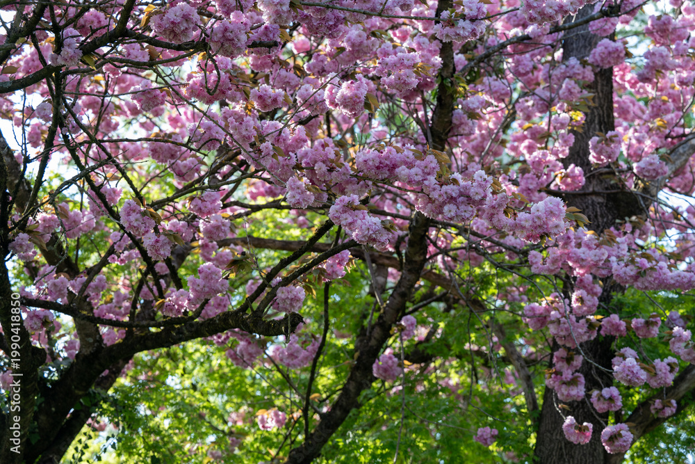 Fototapeta premium pink cherry blossoms in spring