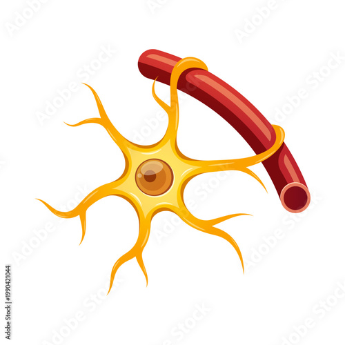 Astrocytes glial cells vector isolated on white background.