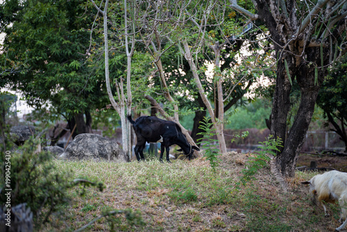 Goats Grazing on Grassy Slope in Rural Countryside Landscape