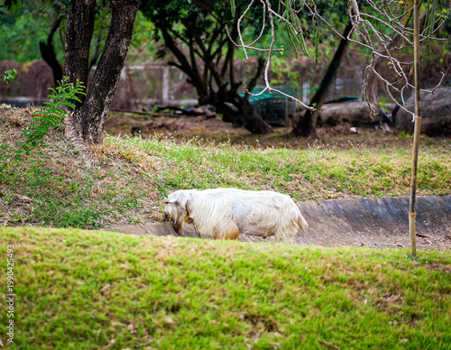 White Goat Grazing on Grass in Rural Outdoor Setting