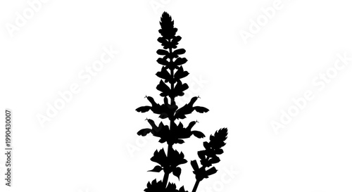 Black Silhouette of a Tall Flowering Plant.