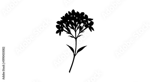Silhouette of a delicate flowering plant with small blossoms.