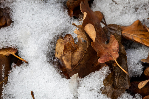 Foto A single curled oak leaf lies half buried in coarse spring snow