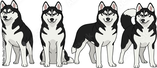 Siberian husky dog poses vector illustration set with realistic cartoon canine characters in standing sitting and walking positions collection