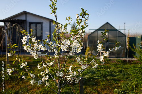 White flowers bloom on a small tree in a garden near a greenhouse and house in the early morning light