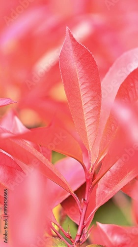 Red photinia fraseri leaves swaying slow motion garden foliage