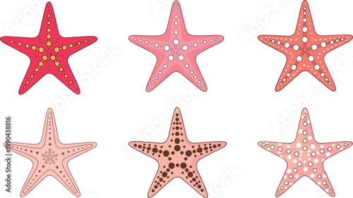 Collection of colorful starfish sea stars isolated marine life decorative illustration set