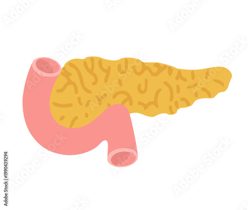 Flat illustration of human pancreas connected to digestive tract, representing internal organ function and enzyme production. Medical concept of digestion, metabolism and healthcare
