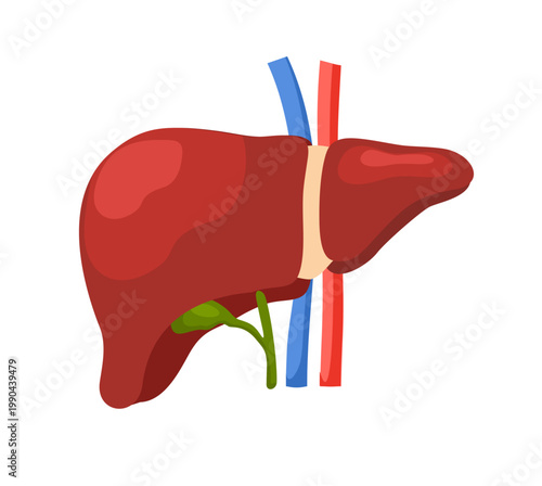 Flat illustration of human liver with gallbladder and blood vessels, representing digestive system and internal organ function. Medical concept of detoxification, metabolism and healthcare