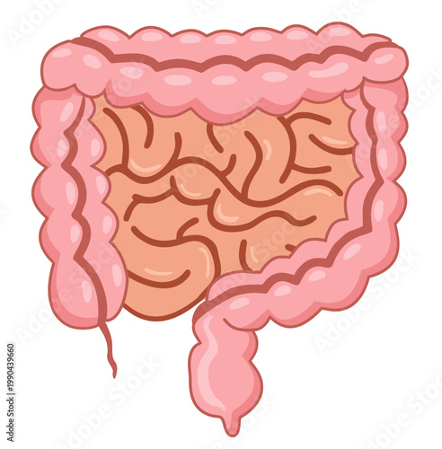 Human digestive system colon and intestines flat illustration, representing internal organ function and enzyme production. Medical concept of digestion, metabolism and healthcare isolated on white bac